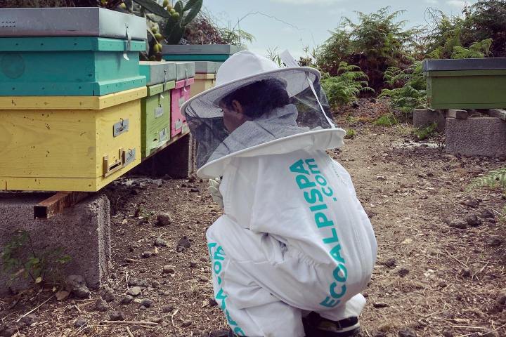 Beekeeping and honey tour in Spain