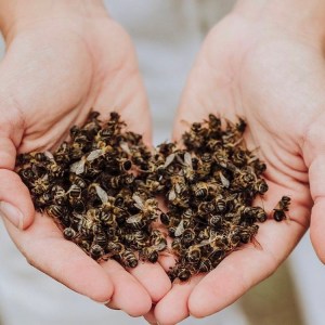 Beekeeping and honey tour in Spain