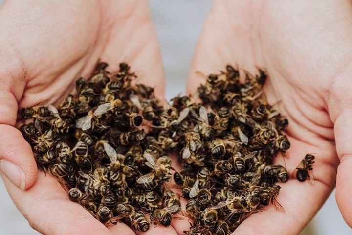 Beekeeping and honey tour in Spain