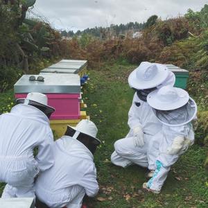 Beekeeping and honey tour in Spain