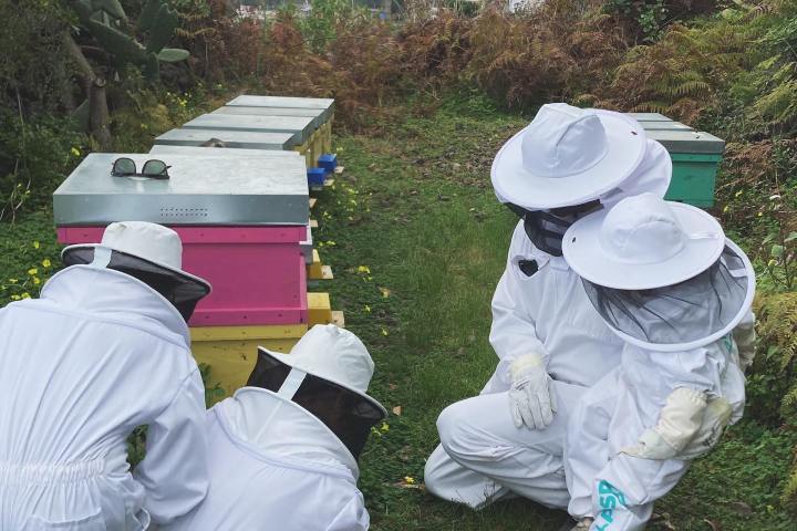 Beekeeping and honey tour in Spain