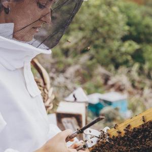 Beekeeping and honey tour in Spain