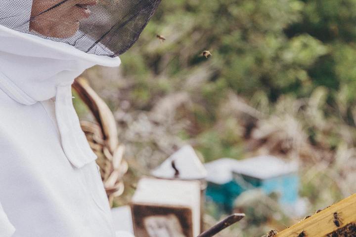 Beekeeping and honey tour in Spain