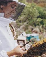 Beekeeping and honey tour in Spain