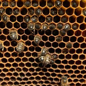 Beekeeping and honey tour in Spain