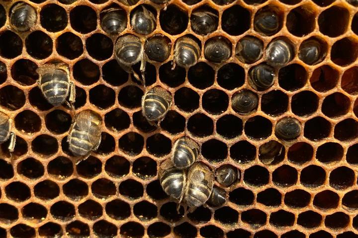 Beekeeping and honey tour in Spain