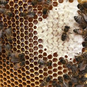 Beekeeping and honey tour in Spain