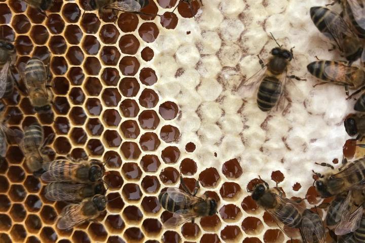 Beekeeping and honey tour in Spain