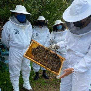 Beekeeping and honey tour in Spain