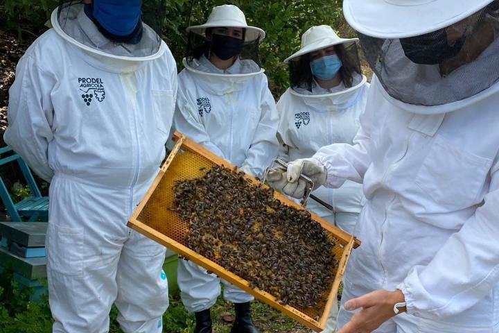 Beekeeping and honey tour in Spain