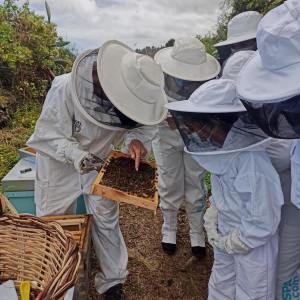 Beekeeping and honey tour in Spain