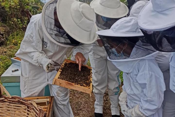 Beekeeping and honey tour in Spain