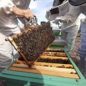Beekeeping and honey tour in Spain