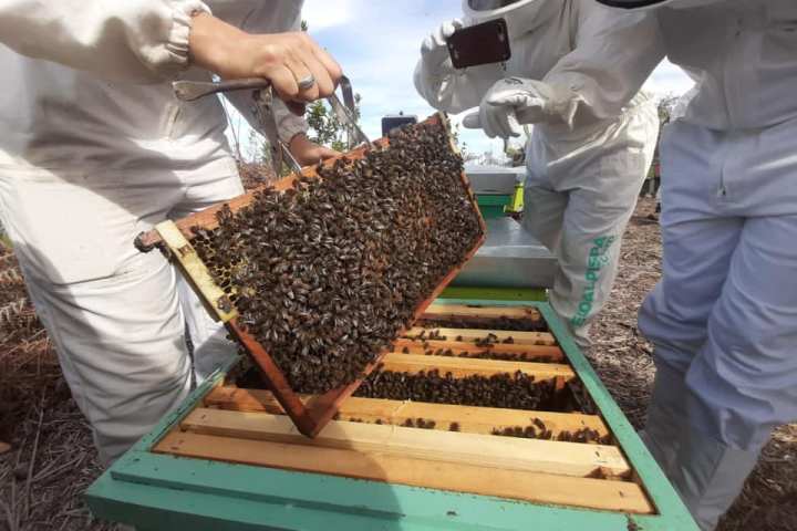Beekeeping and honey tour in Spain