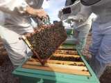 Beekeeping and honey tour in Spain