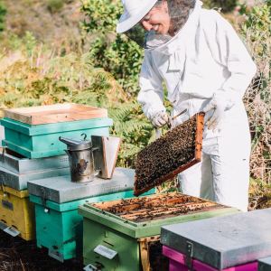 Beekeeping and honey tour in Spain