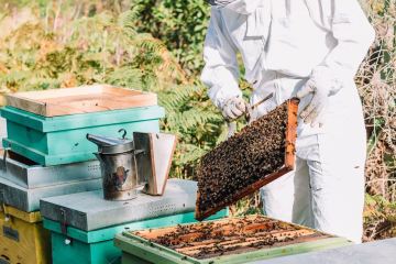 Beekeeping and honey tour in Spain
