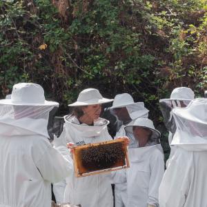 Beekeeping and honey tour in Spain