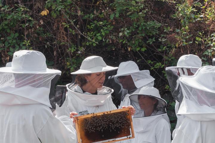 Beekeeping and honey tour in Spain