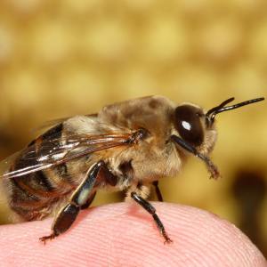 Beekeeping and honey tour in Spain