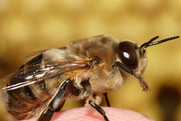 Beekeeping and honey tour in Spain
