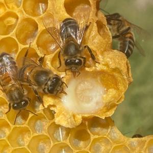 Beekeeping and honey tour in Spain