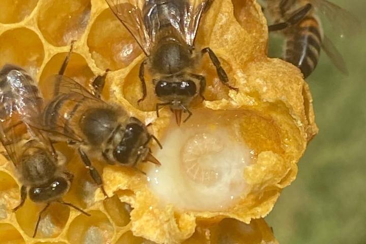 Beekeeping and honey tour in Spain