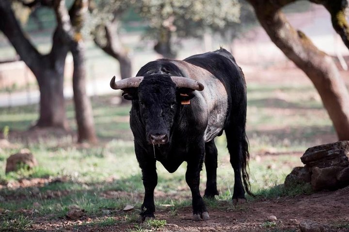 bulls and wine tour