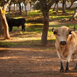 a herd of cattle standing on top of a dirt field