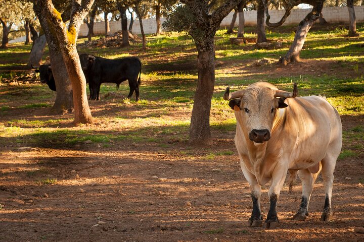 a herd of cattle standing on top of a dirt field