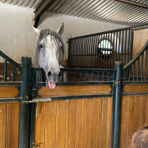 Bulls and Horses farm tour