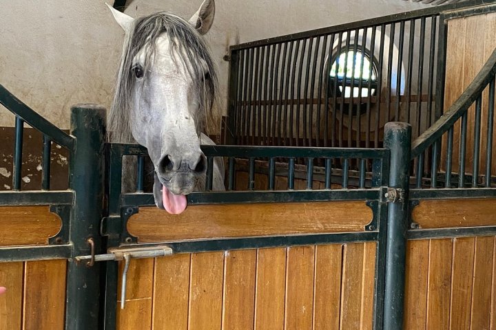 Bulls and Horses farm tour