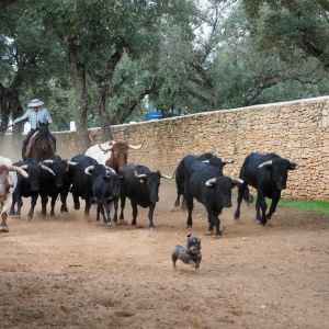 Bulls and Horses farm tour