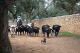 Bulls and Horses farm tour