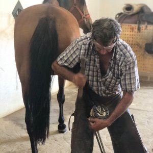 Bulls and Horses farm tour