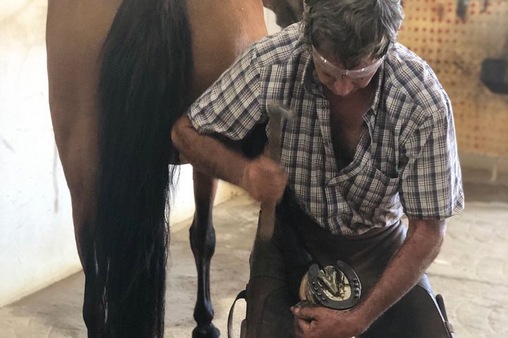 Bulls and Horses farm tour