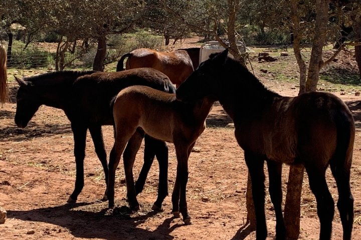 Bulls and Horses farm tour