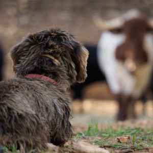 Bulls and Horses farm tour