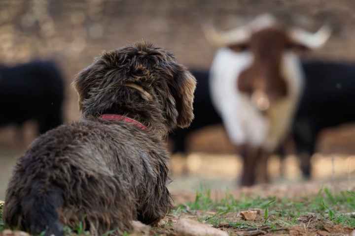 Bulls and Horses farm tour