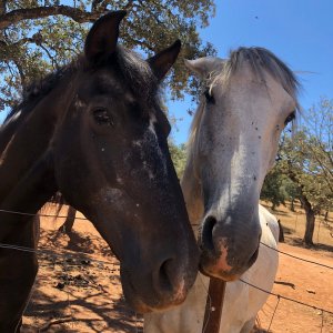 Bulls and Horses farm tour