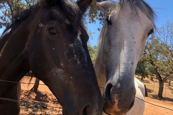 Bulls and Horses farm tour