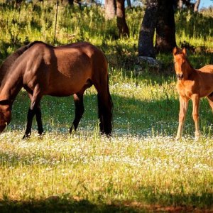 Bulls and Horses farm tour