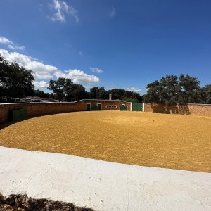 Bulls and Horses farm tour