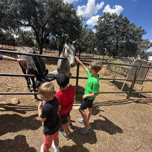 Bulls and Horses farm tour