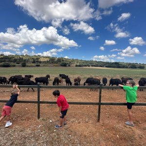 Bulls and Horses farm tour
