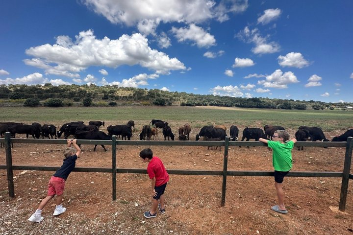 Bulls and Horses farm tour