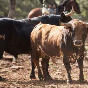 Bulls and Horses farm tour