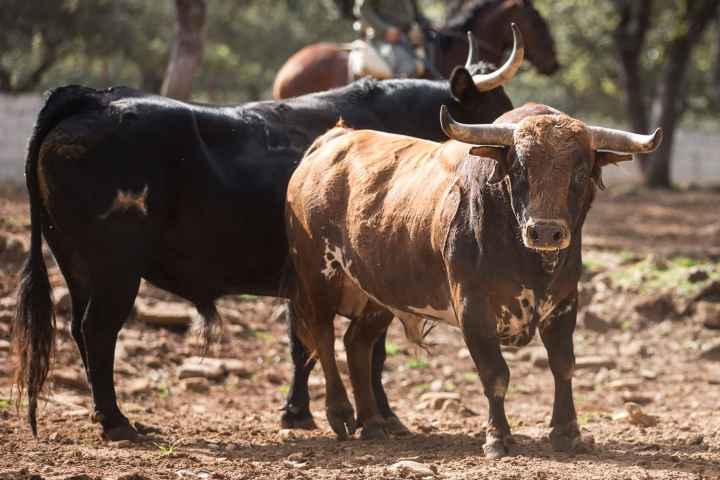 Bulls and Horses farm tour