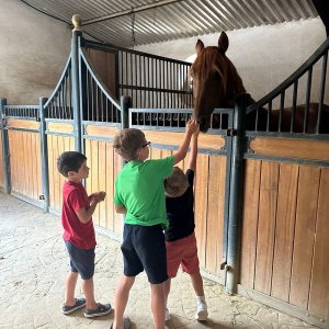 Bulls and Horses farm tour