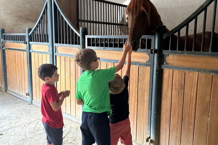 Bulls and Horses farm tour
